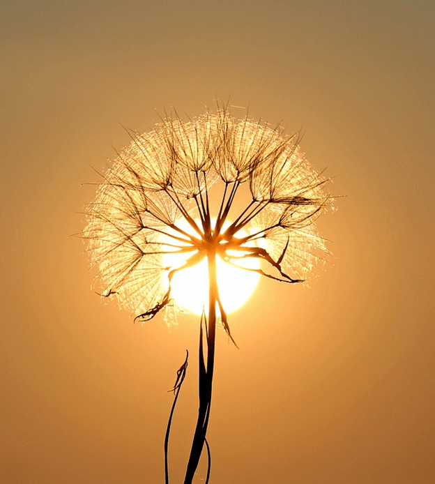 Blooming in the flower image